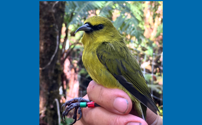 Hand holding a yellow bird