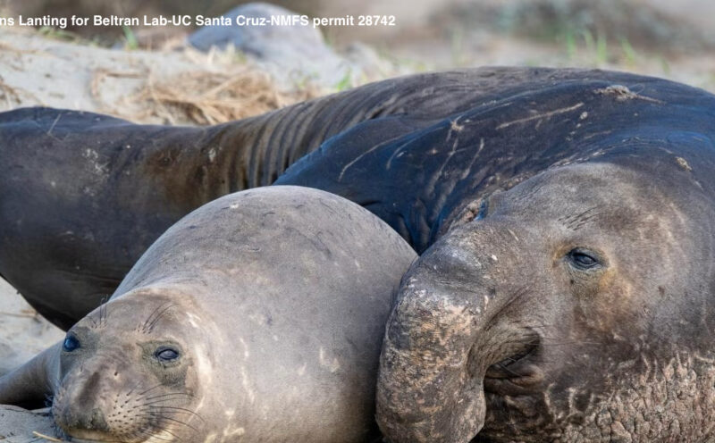 First cases of highly pathogenic avian influenza in northern elephant seals confirmed in California