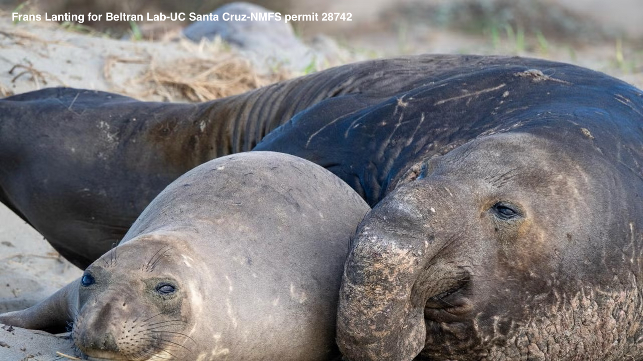 Elephant seals on a beach