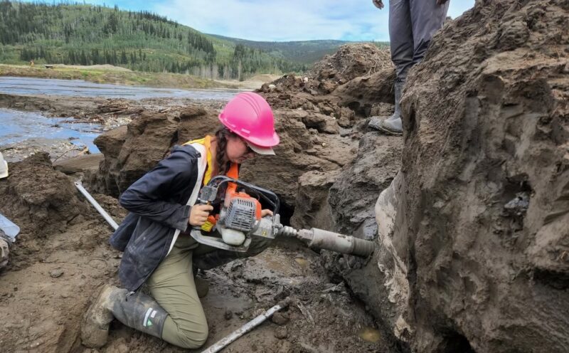 Ancient DNA reveals Ice Age mammals thrived after volcanic eruption