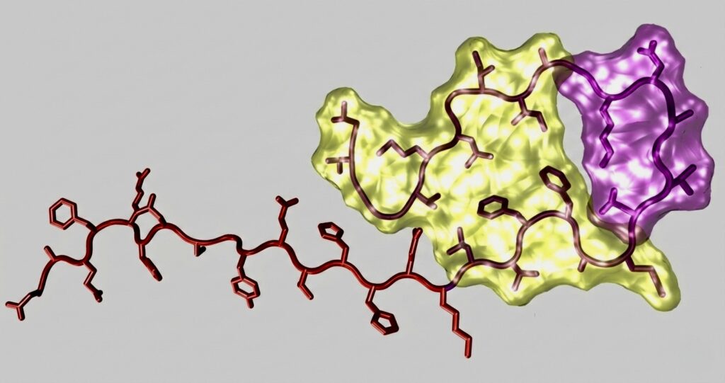Scientific illustration of the P3 peptide