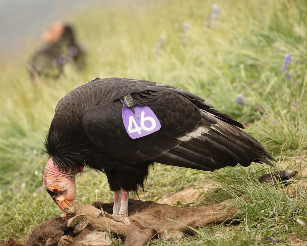 Tagged condor hunched over feeding on a deer carcass