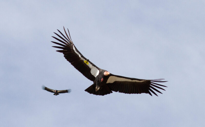 An adventurous vulture’s plight