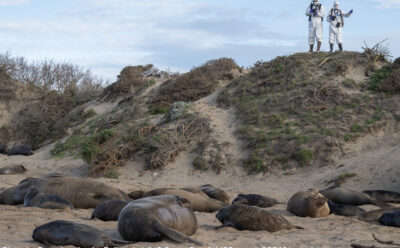 Two people in full-body safety suits overlooking seals on the beach