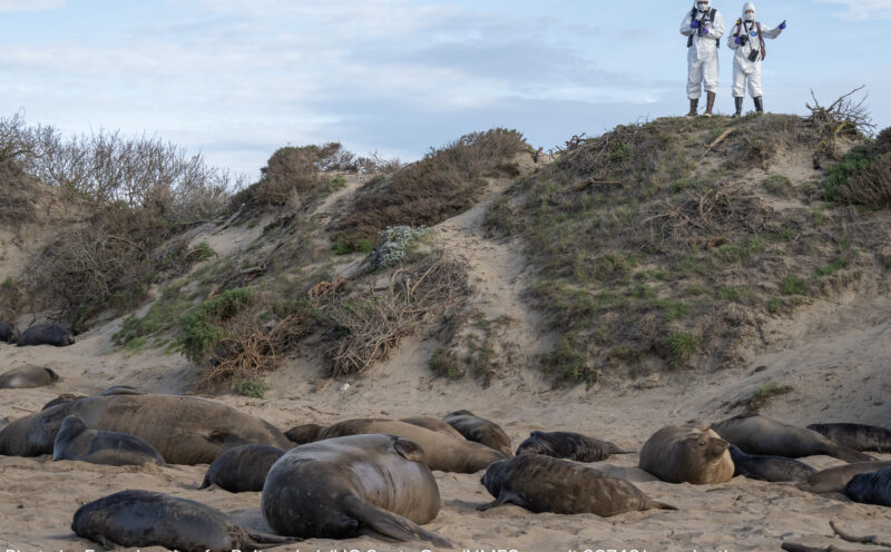 UC Santa Cruz’s deep expertise with elephant seals vital to avian influenza monitoring