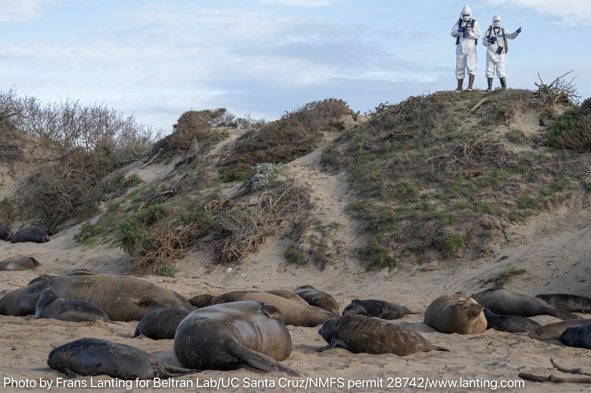 Two people in full-body safety suits overlooking seals on the beach
