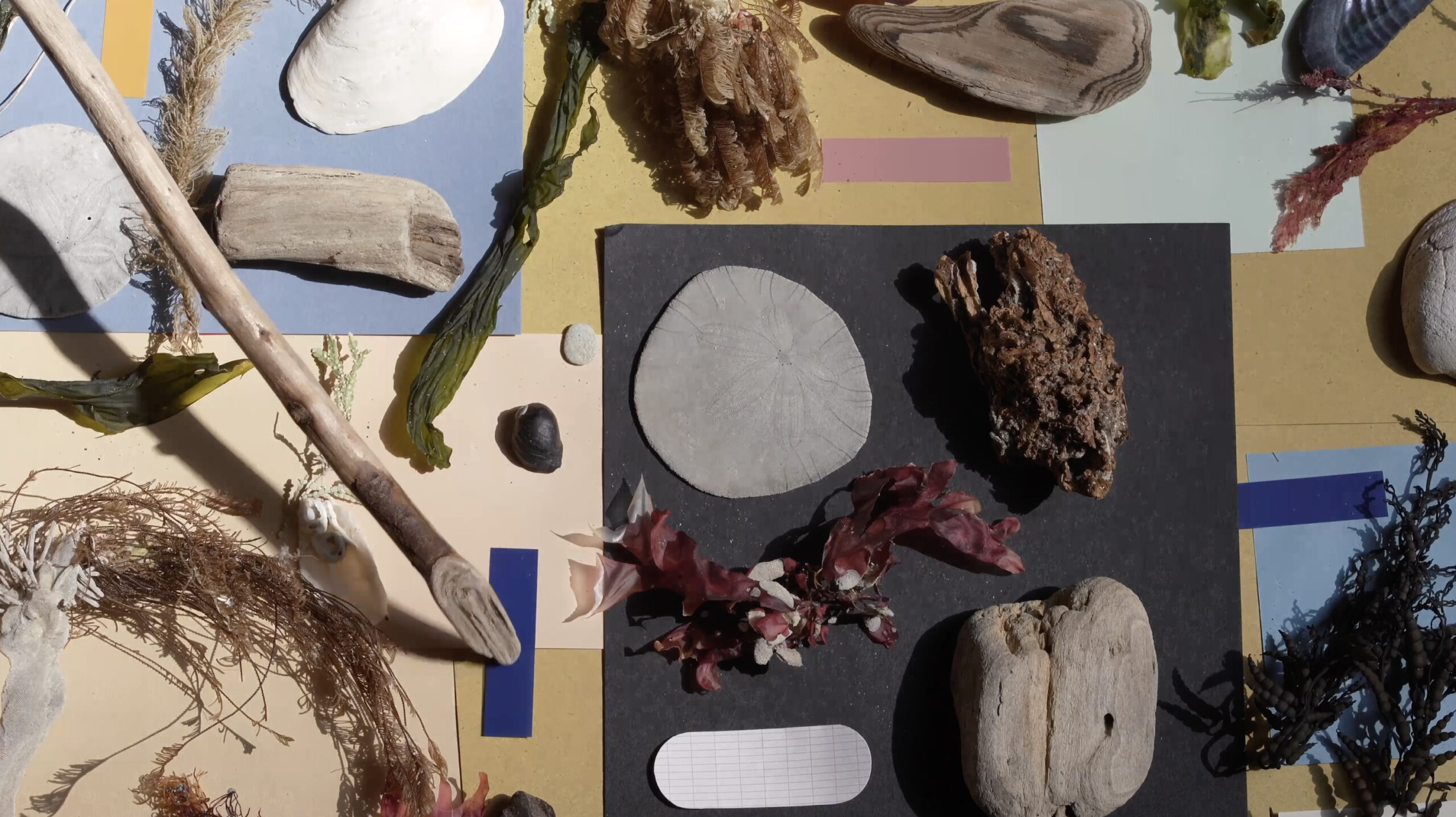 Art, ecology, and interconnection: UC Santa Cruz launches inaugural Earth Day festival