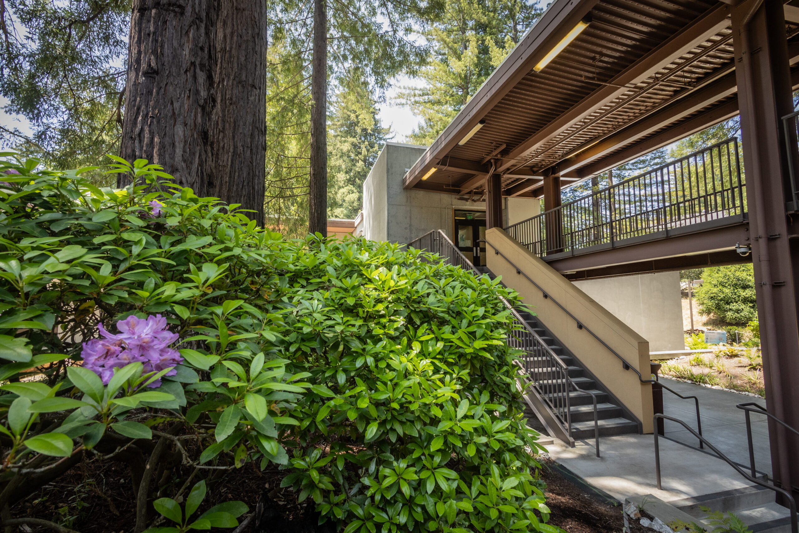 Exterior entryway to CAPS, bordered by lush green shrubs, blooming purple flowers, and tall redwood trees.