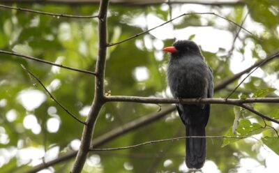 Black bird with reddish beak on a branch