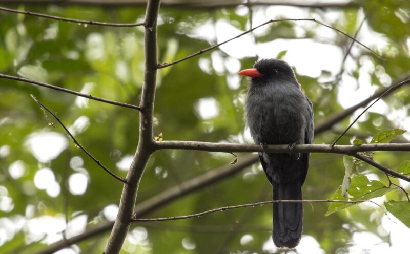 Dense rainforest canopy an acoustic ‘information highway’ for predator warnings