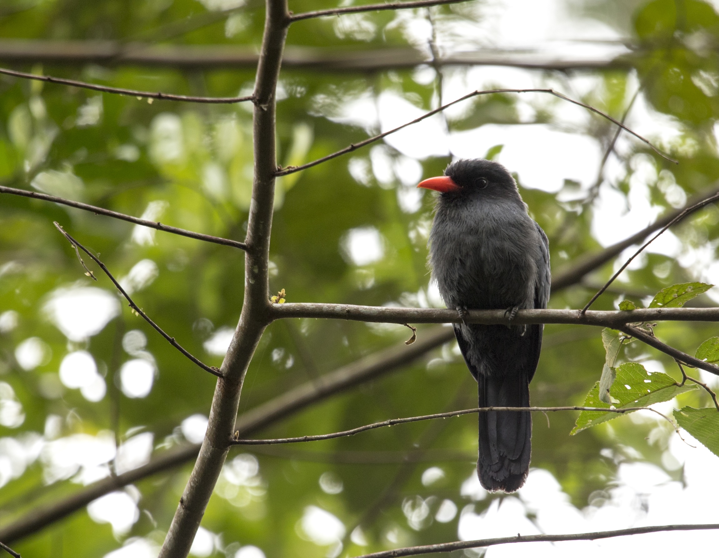 Black bird with reddish beak on a branch