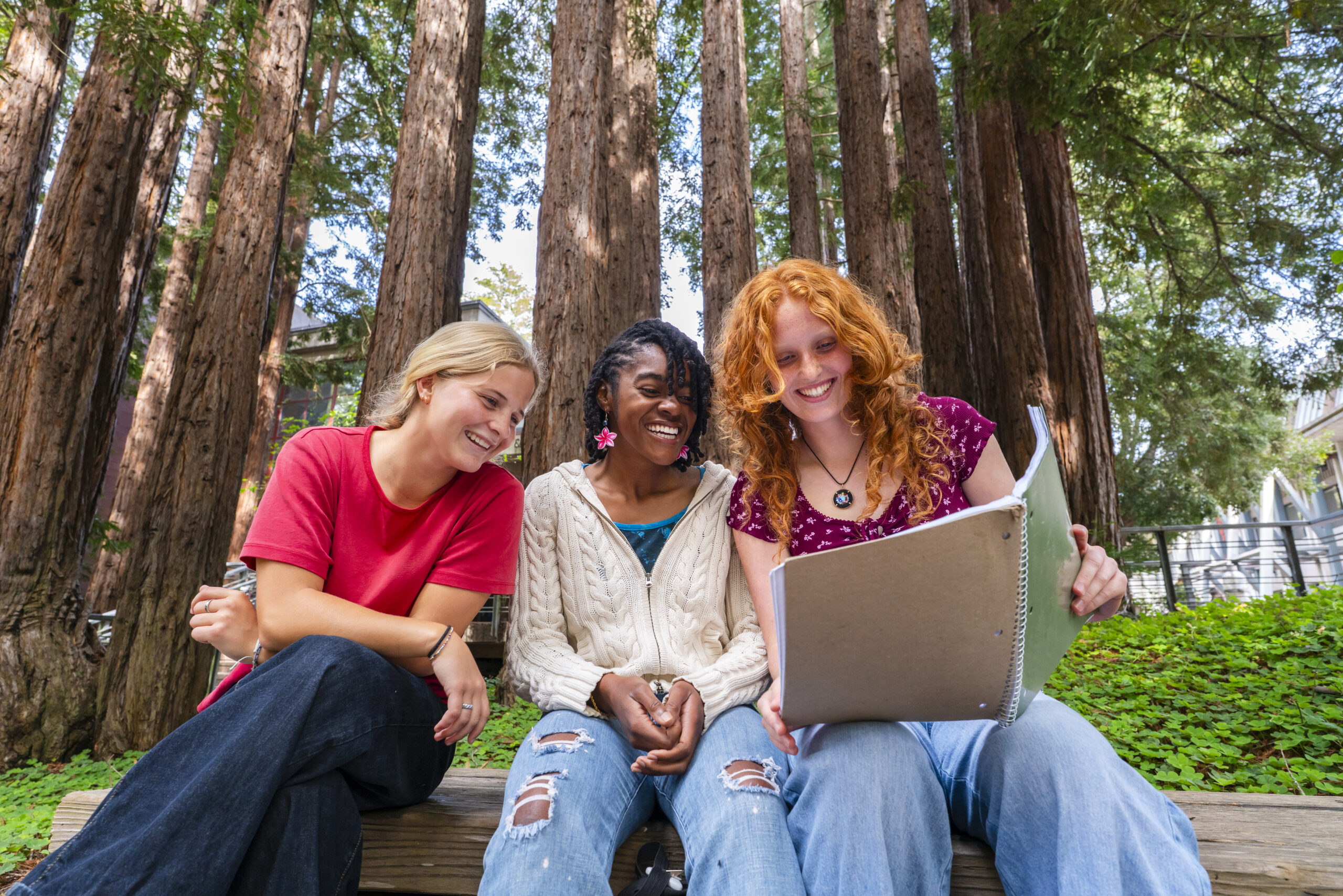 Three students sit in front of redwoods looking at notebook