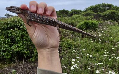 Hand holding up a lizard.
