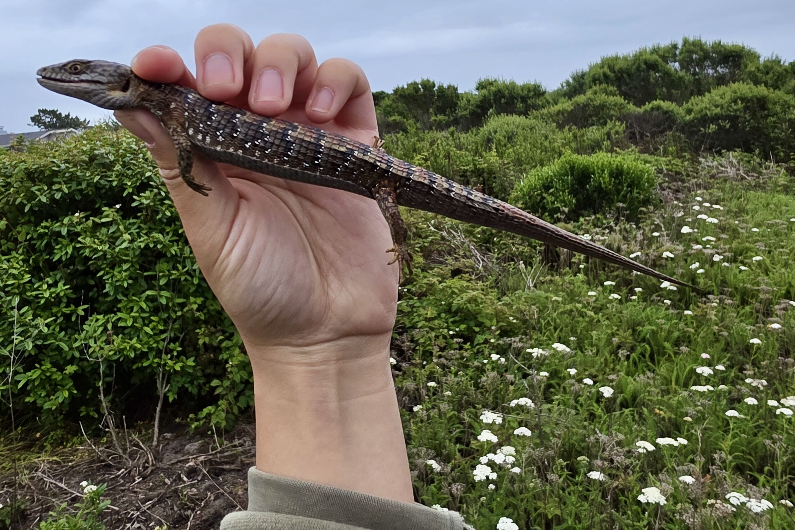 Hand holding up a lizard.