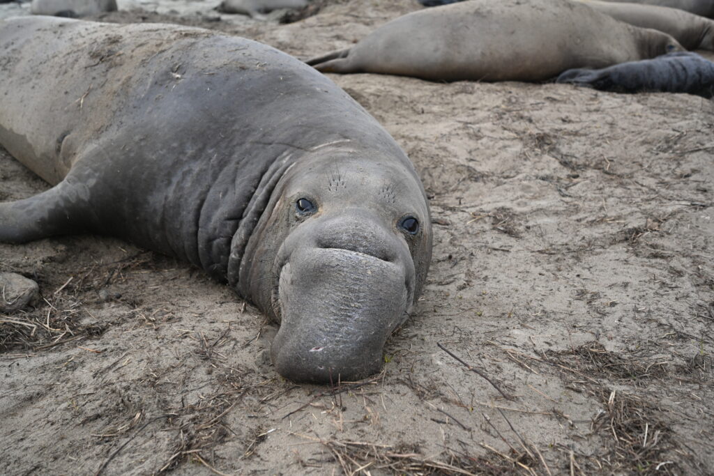 Elephant Seal