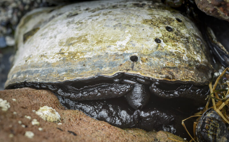 Ancient DNA offers hope for California’s critically endangered black abalone