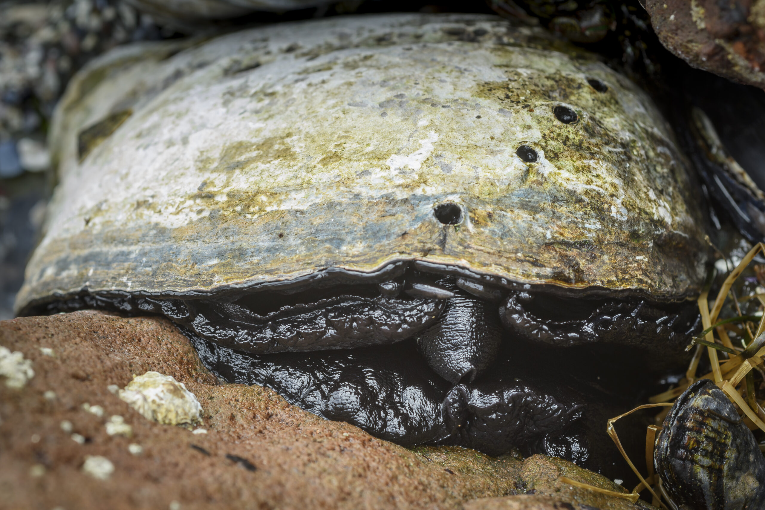 A live black abalone peeks out from its shell