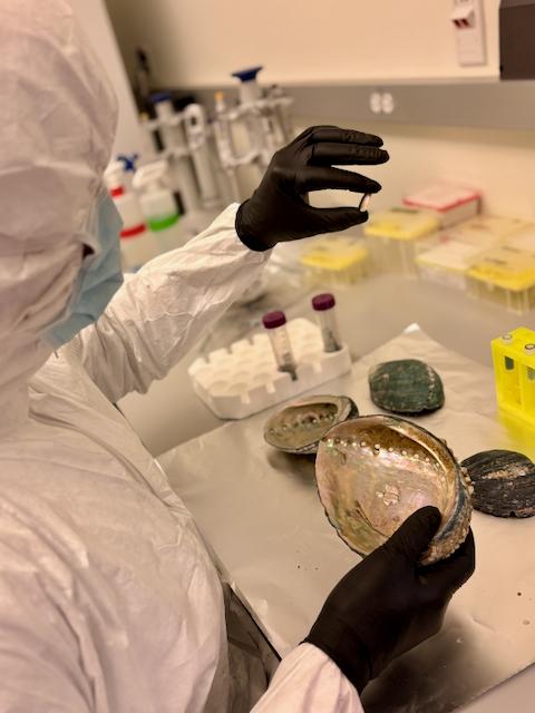 A man covered head to toe in a sterile gown and gloves holds an abalone shell.