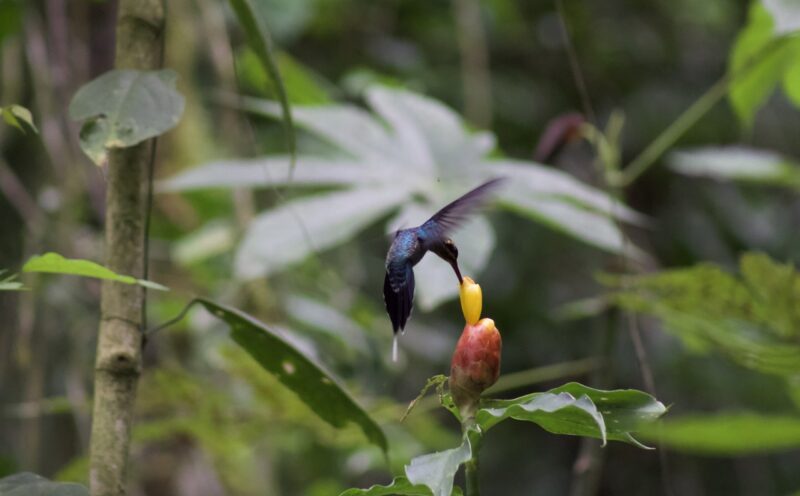 The best pollinators can drive evolutionary changes in flowers, new study finds