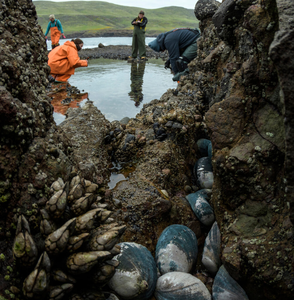 Three researchers stand in a pool of water behind a rock structure on which a cluster of abalone sit.