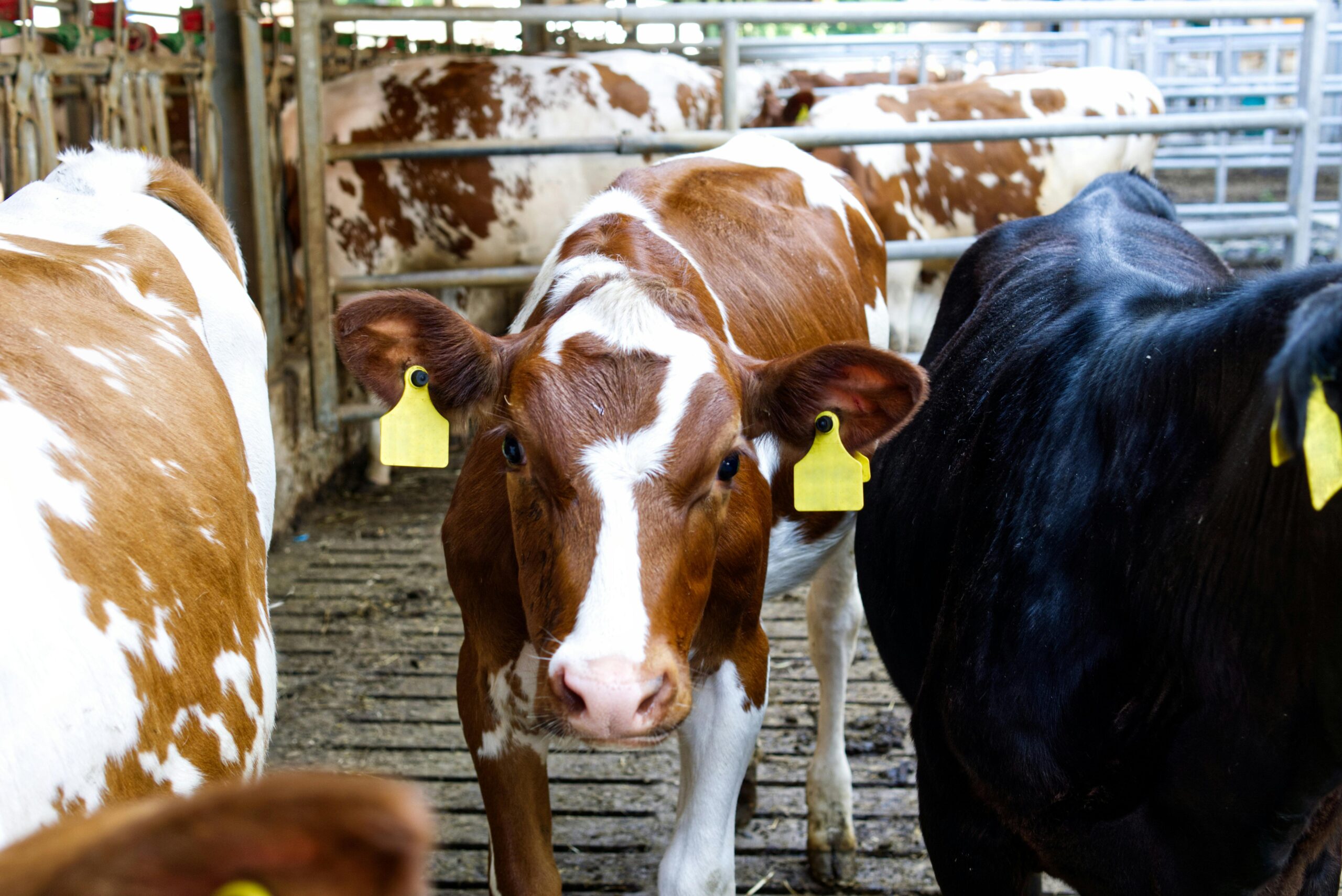 Brown and white dairy cow in a livestock pen