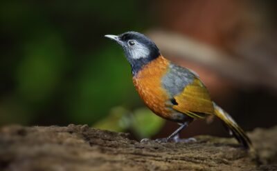 A small bird, mostly orange with patterns of black and silver on its face and body.