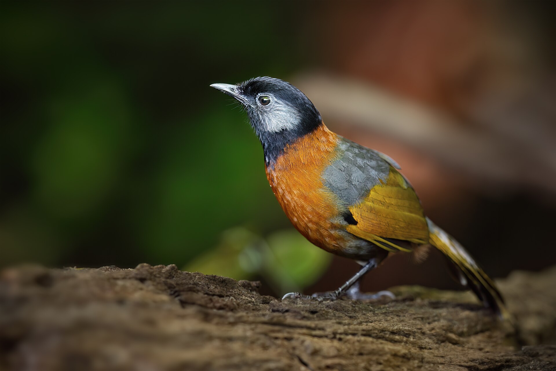 A small bird, mostly orange with patterns of black and silver on its face and body.