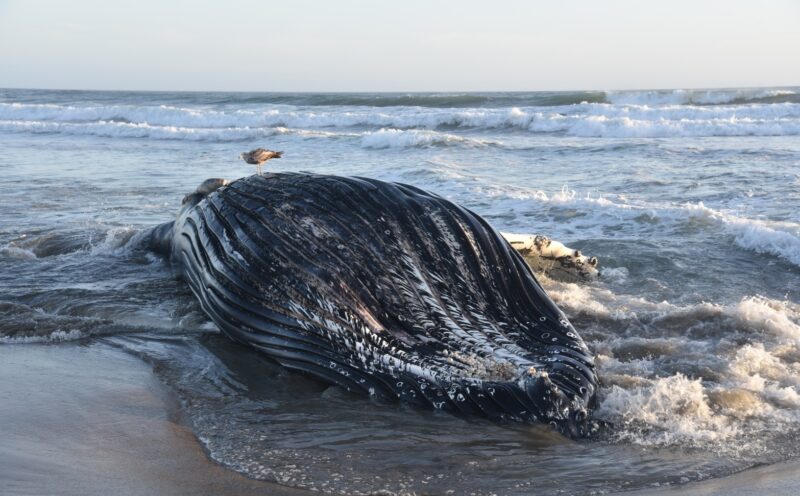 Toxic algal blooms linked to deaths of recently stranded humpback whales