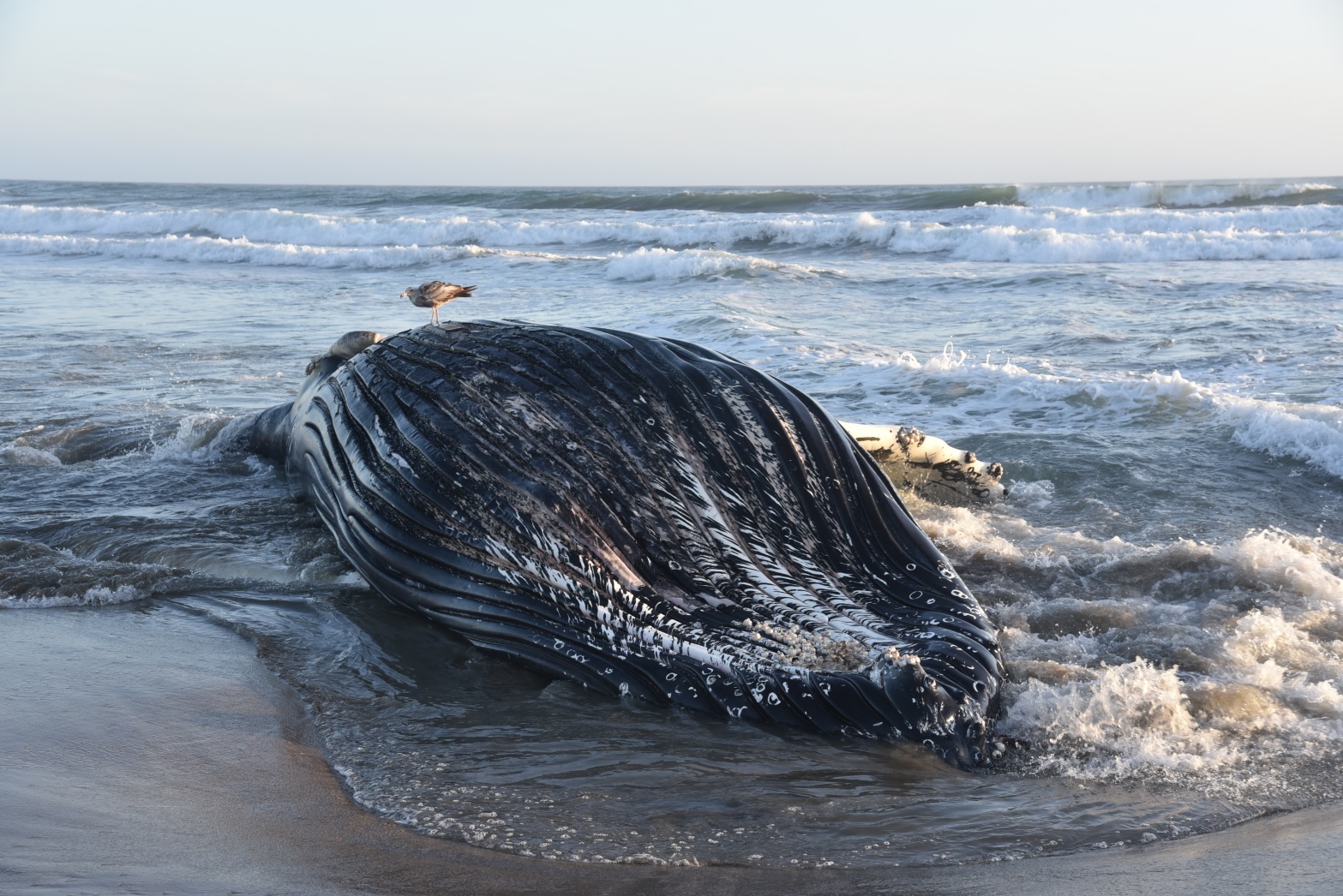 Closeup of dead whale on beach