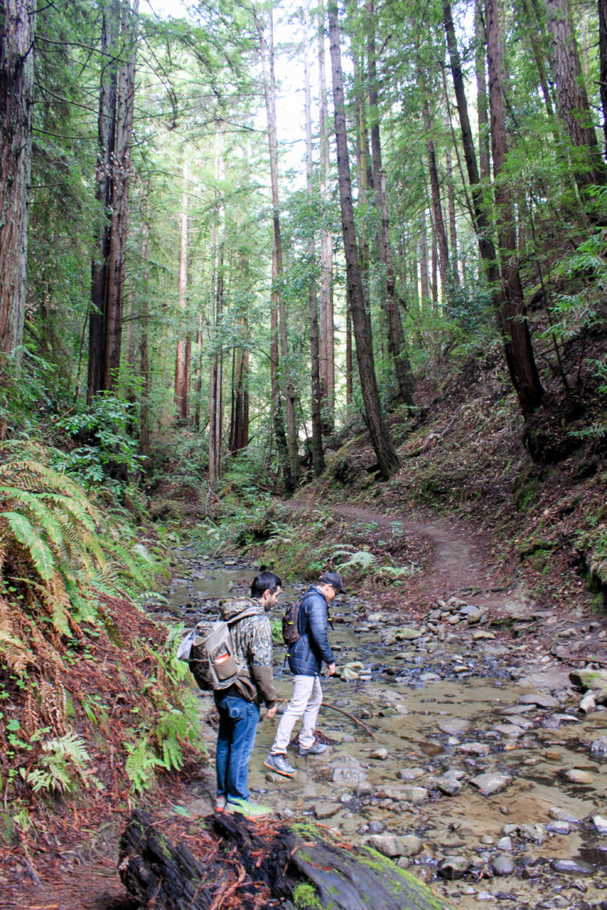Two hikers cross a river in a redwood forest.