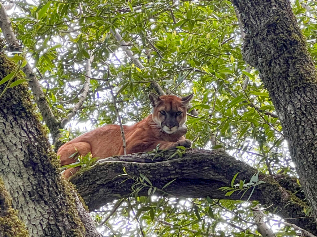 Puma In Texas Coexisting with mountain lions - News