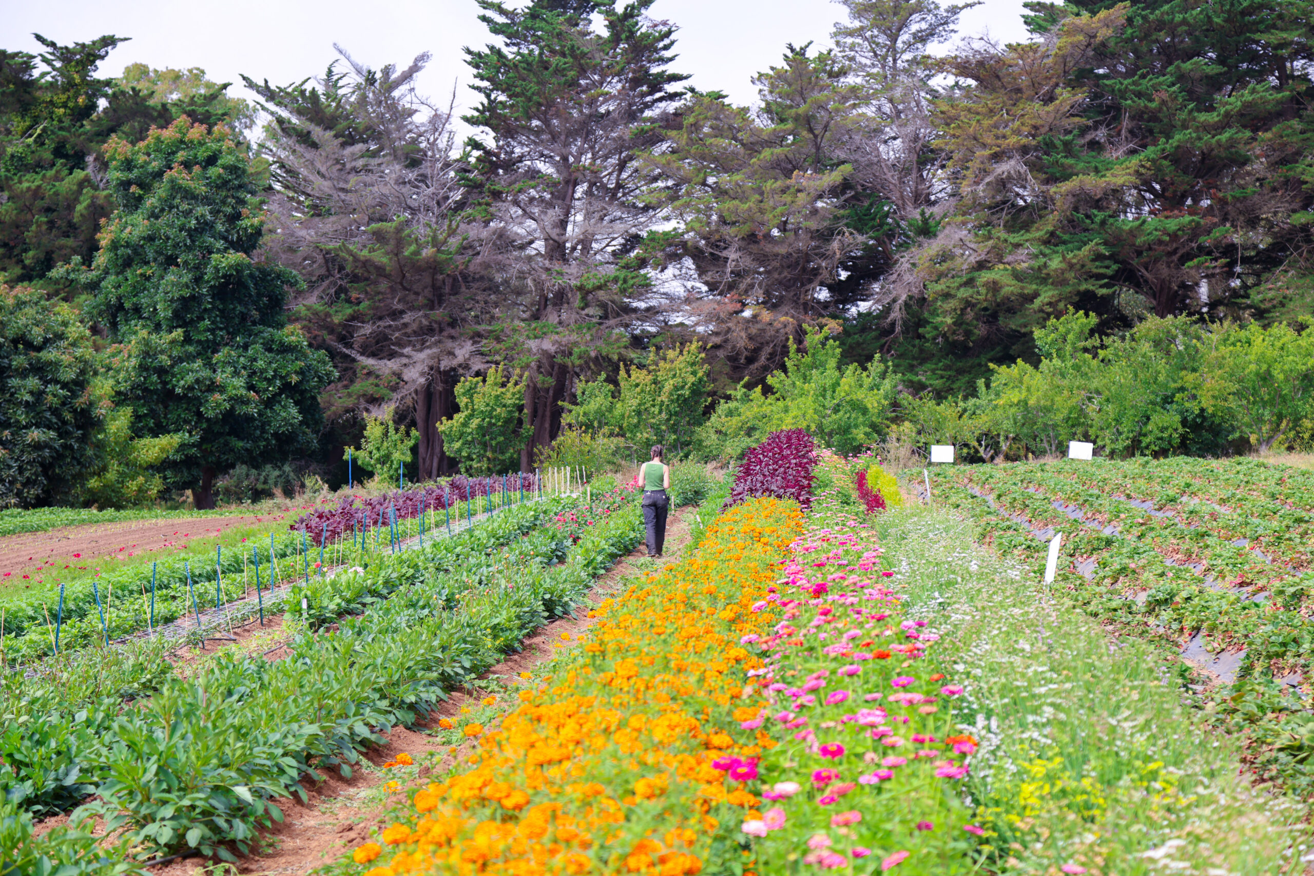 Flowers are in full bloom at the farm
