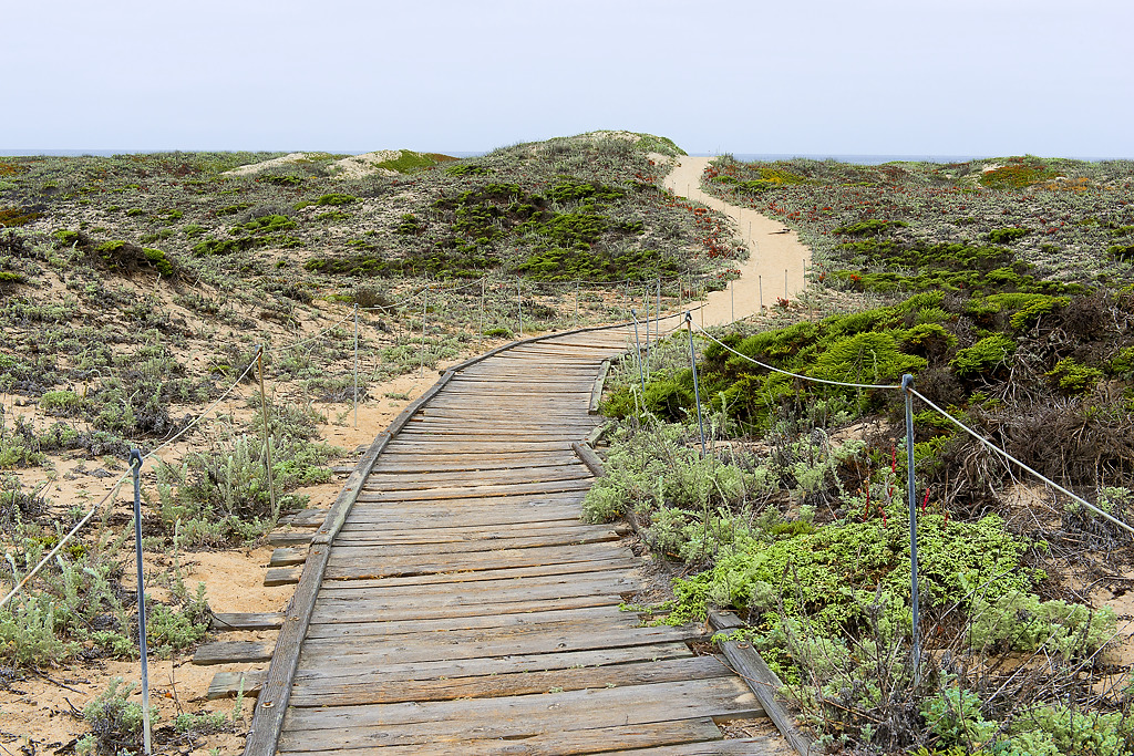 Weathered wooden boardwalk winding through coastal brush and sand
