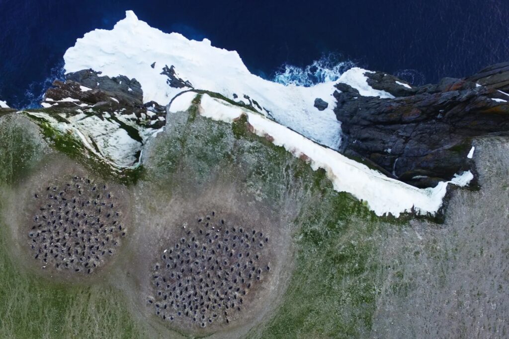 Aerial image of two groups of penguins near shore