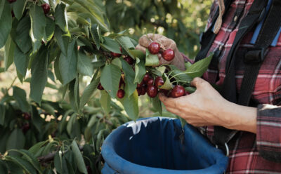 closeup of hand picking ripe cherries from tree at harvest