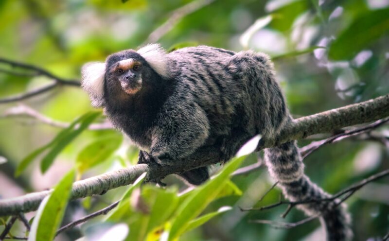First complete marmoset genome will enable research on Alzheimer’s, neurodegenerative diseases