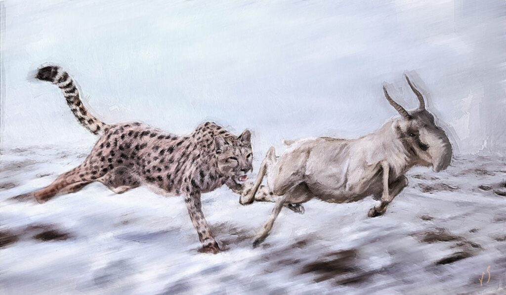 Drawing of a Miracinonyx trumani chasing after antelope in the wild