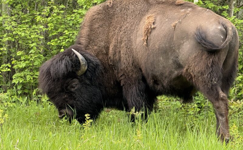 Decoding the North American bison’s genome to better inform conservation efforts
