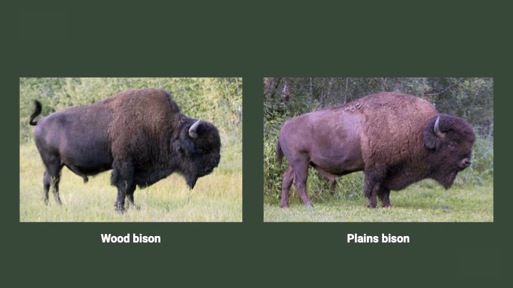 Side-by-side contrast of wood and plains bison