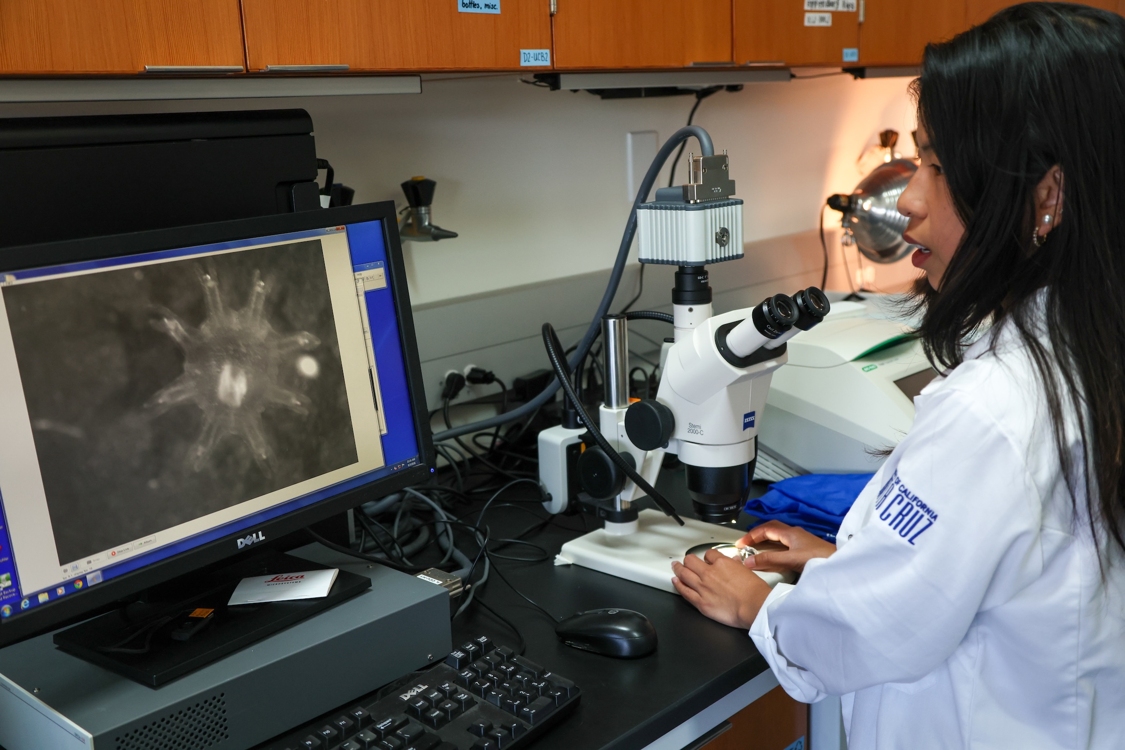 Woman in white lab coat looking at jellyfish image on a computer monitor