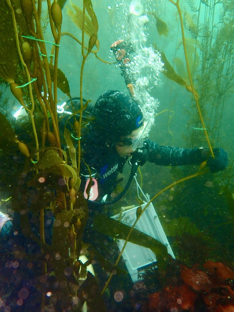 SCUBA diver underwater holding kelp and a clipboard