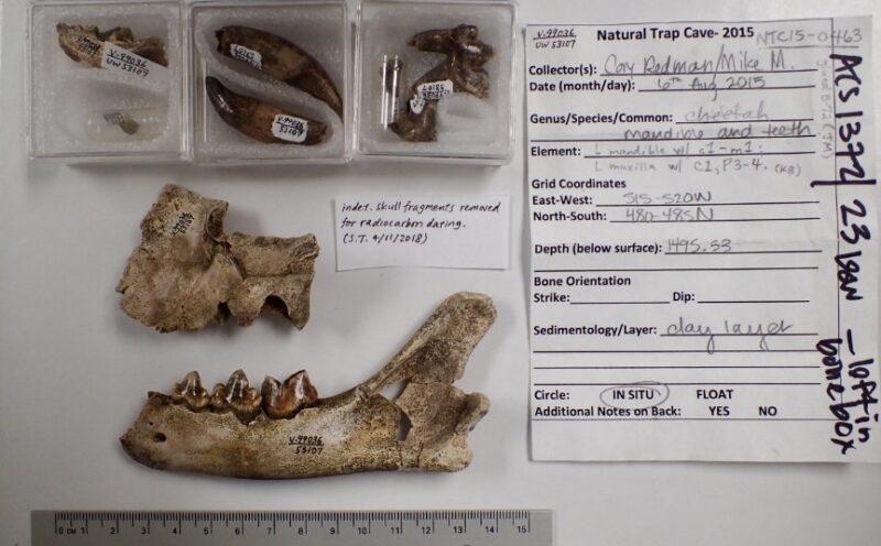 Not a cheetah: Ancient DNA reveals the surprising Arctic life of extinct North American cat