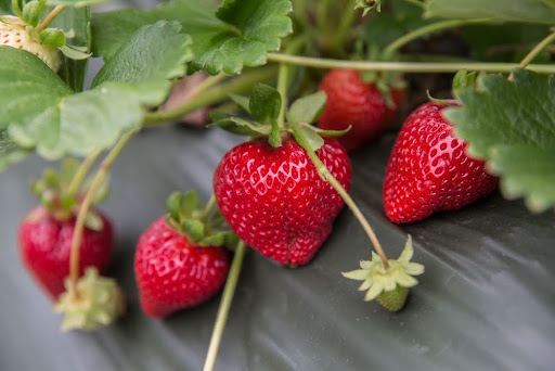 Strawberries growing on the vine