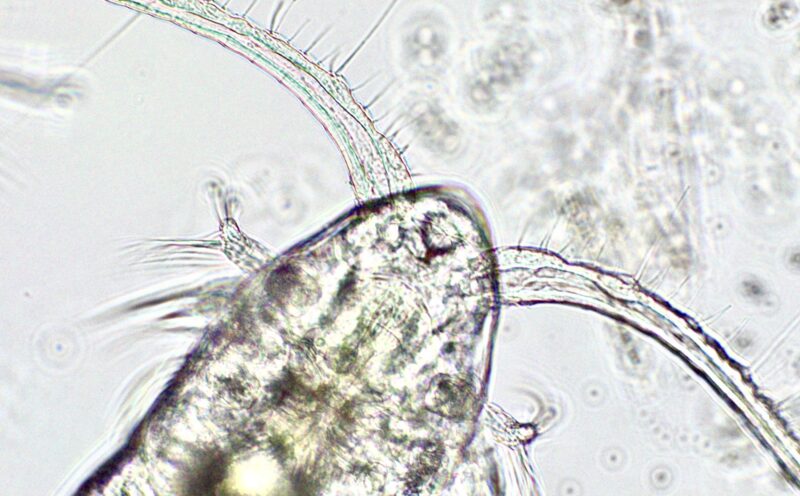 New detection technique advances early warnings for toxic algal blooms