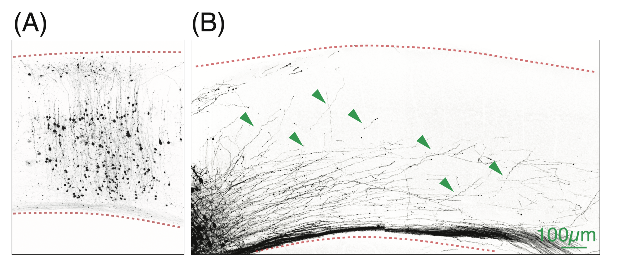 How the visual cortex wires itself: targeted from the start, refined ...