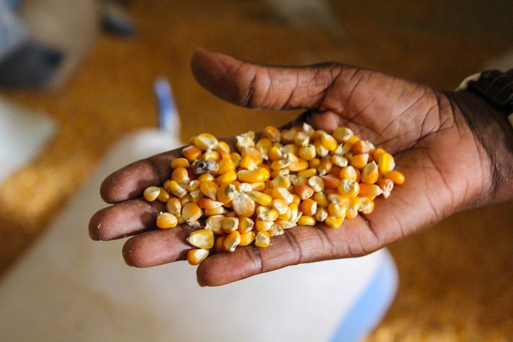 Maize seeds held in a hand