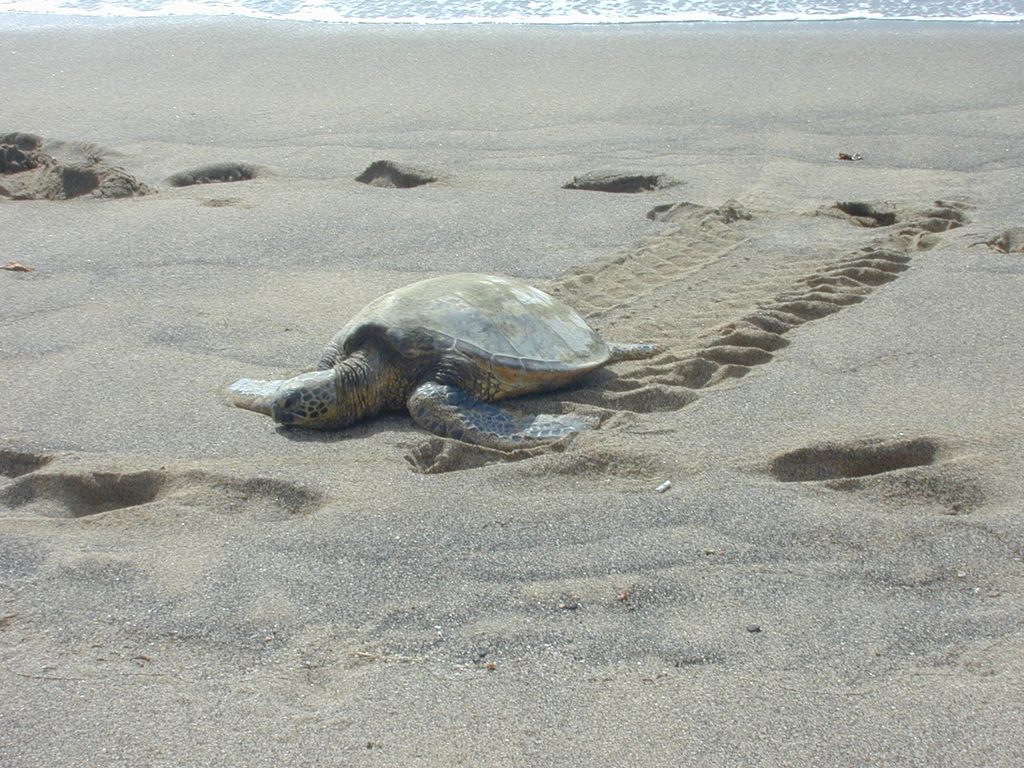 Sea turtle crawling onto a beach