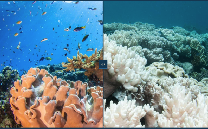 Teaching students scientific-storytelling skills to inspire change