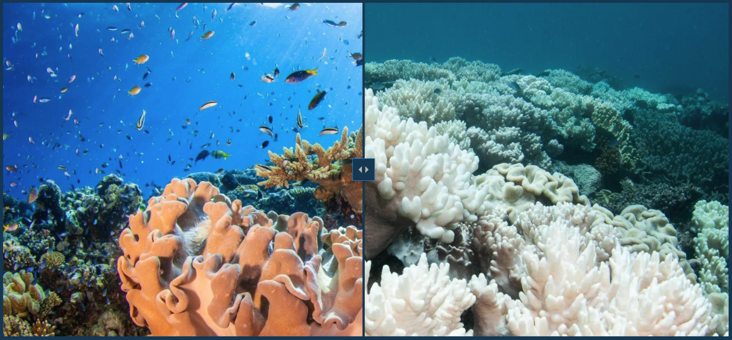Still frame of dynamic image showing coral befoer and after bleaching